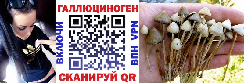Галлюциногенные грибы прущие грибы  Купить закладки  Шатура 